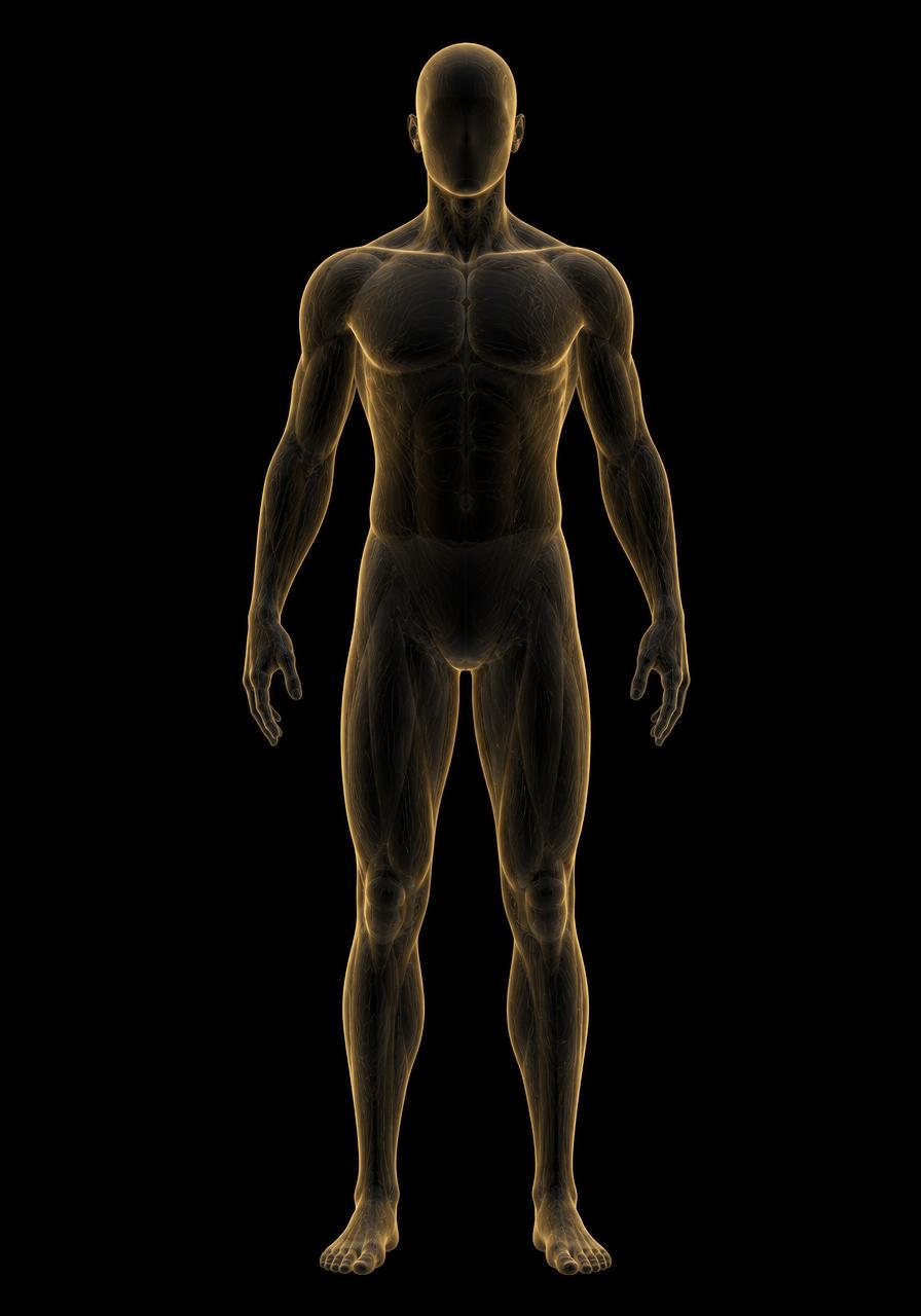 Good Amino Digital Twin: a proportionate translucent human body scan model with gold contour lines